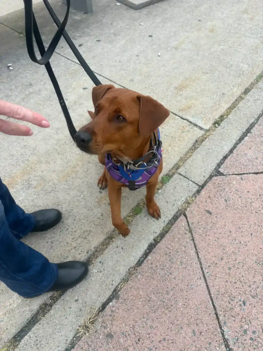 Can My Current Dog Become My Service Dog? — article cover for dog training guidance in Nova Scotia and British Columbia