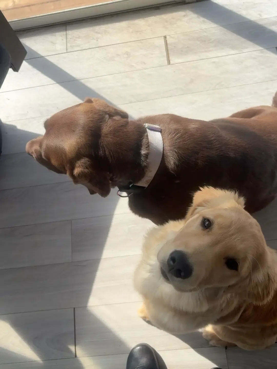 Two young dogs engaged with their handlers during an early training session