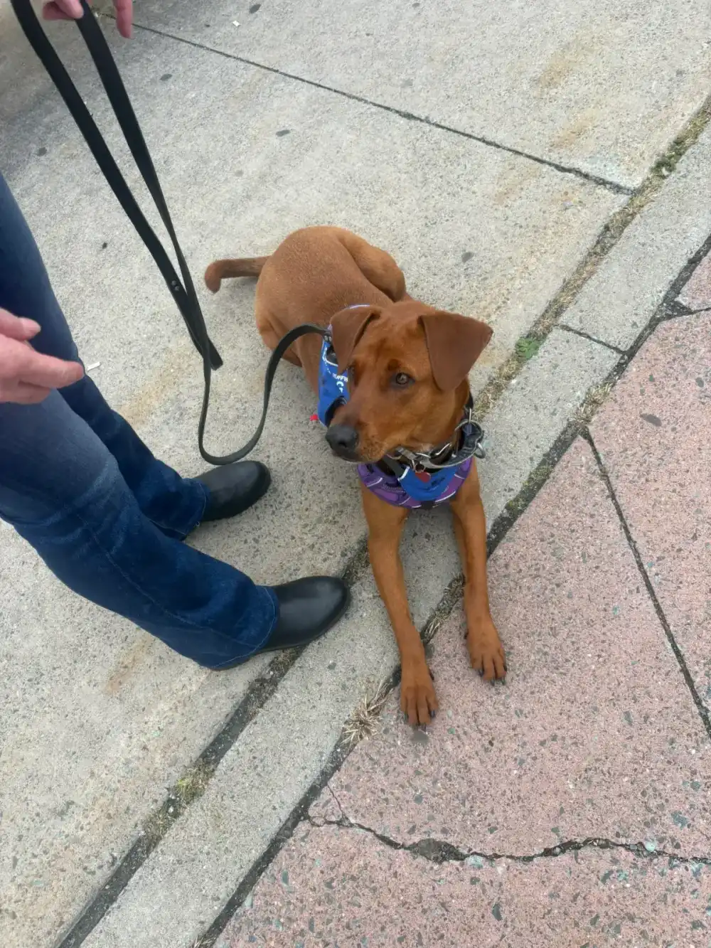 Dog wearing a service harness while calmly working beside its handler