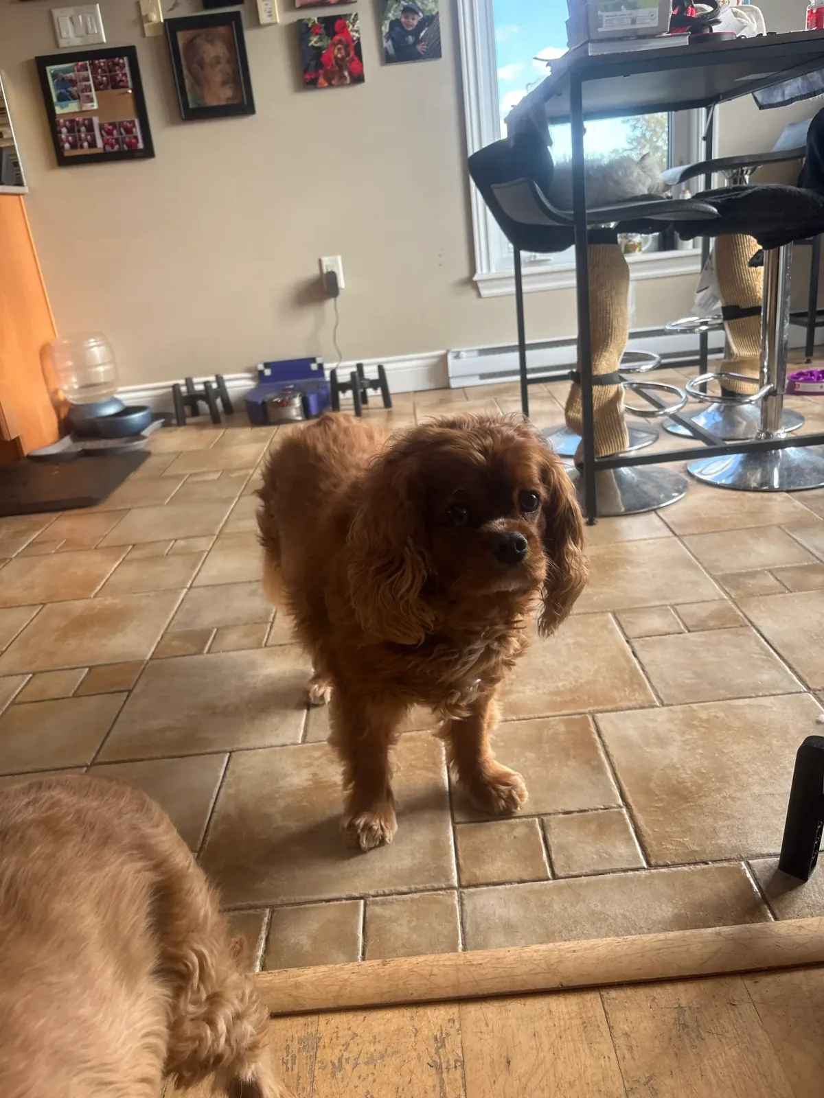 Attentive ruby Cavalier King Charles Spaniel standing in a home kitchen