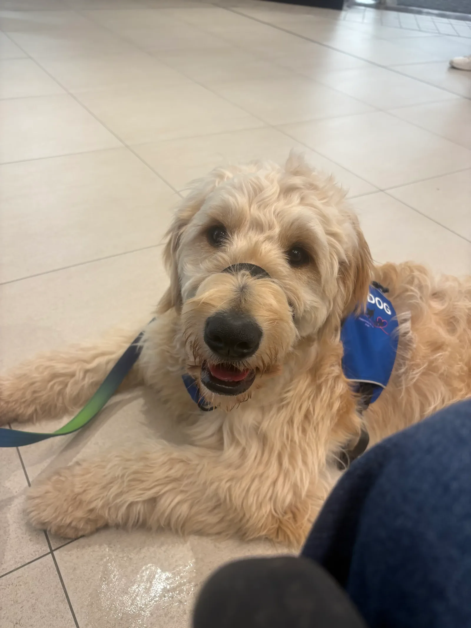 Cream goldendoodle wearing a blue vest and head halter, resting calmly on an indoor tiled floor