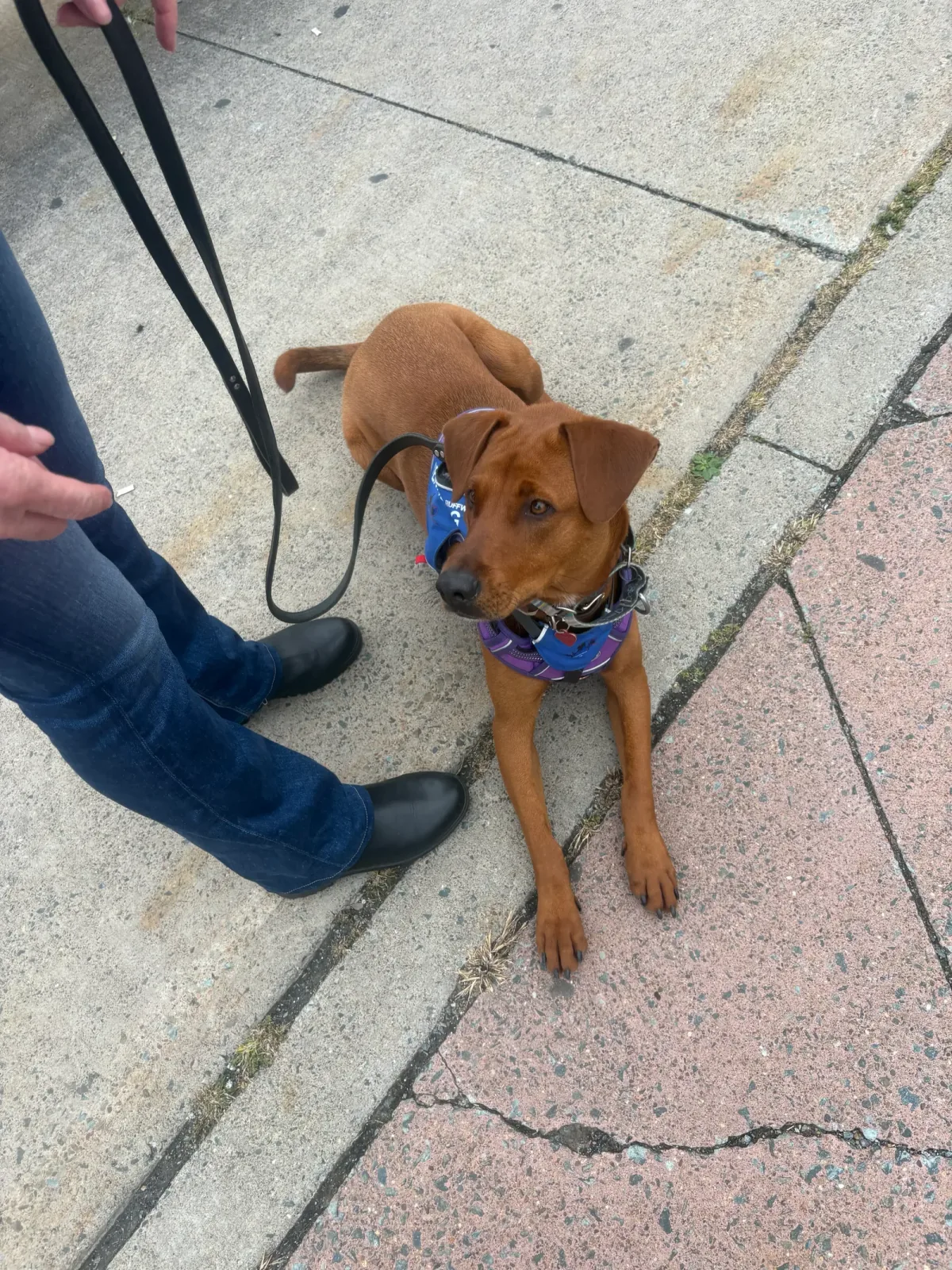 A handler beside a red-brown dog wearing a blue vest on a city sidewalk