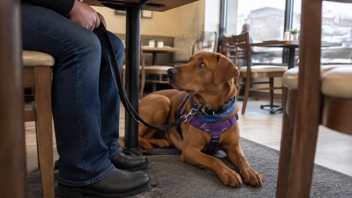Service Dogs in Restaurants in Canada: What Handlers and Businesses Should Know — article cover for dog training guidance in Nova Scotia and British Columbia