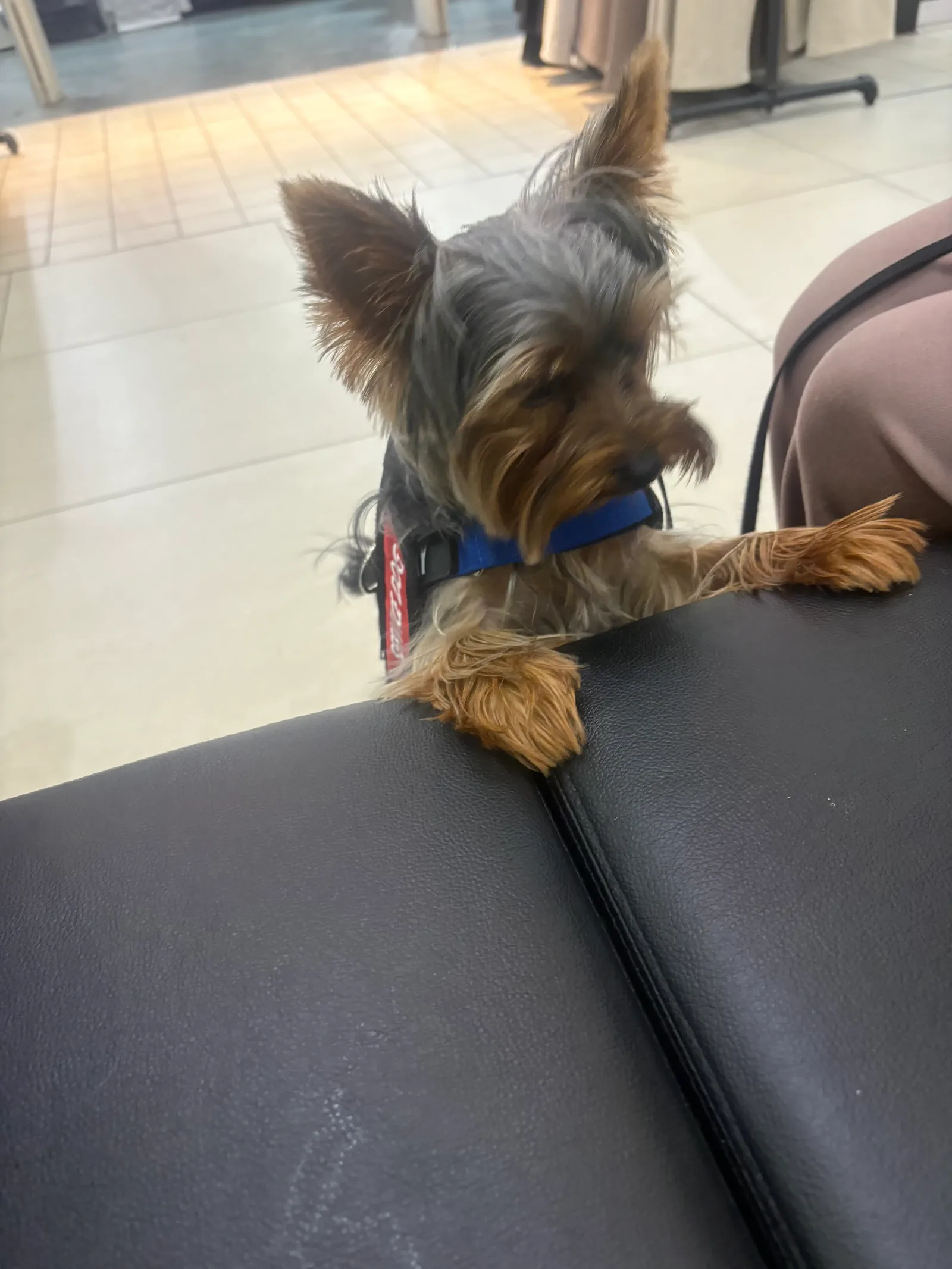 Small Yorkie-type dog resting calmly indoors